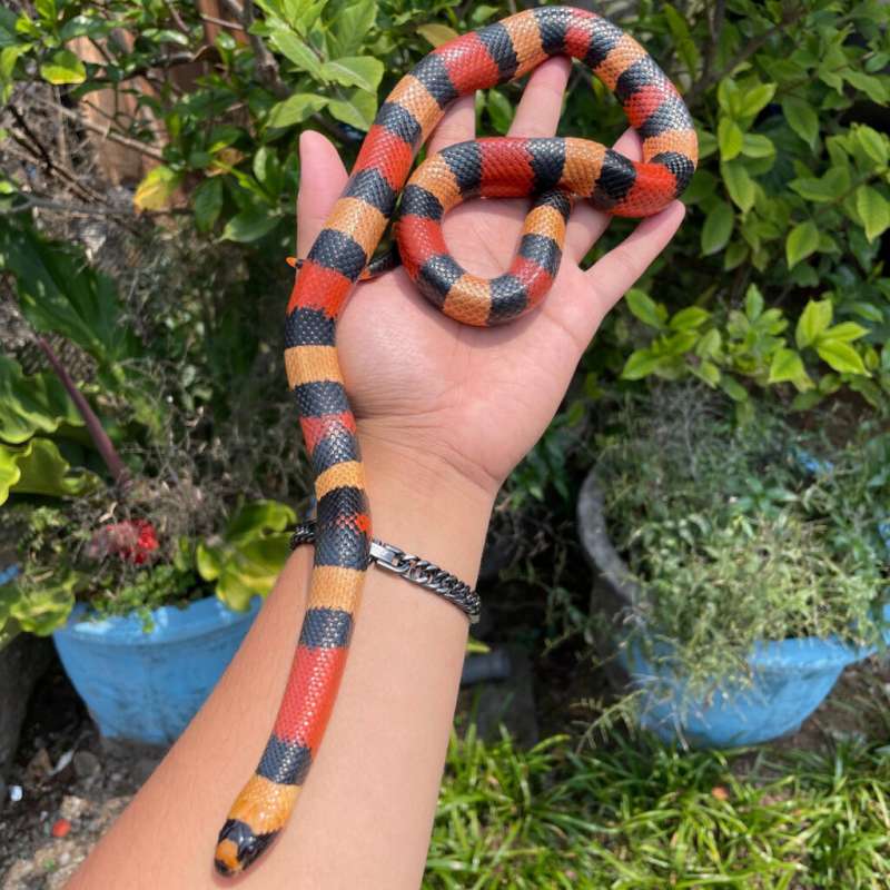 Milksnake Pueblan.