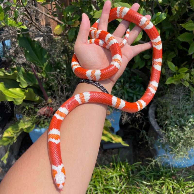 Milksnake Albino Tangerine Honduran