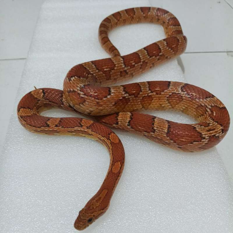 Ular jagung/corn snake proven dewasa male 135cm kurang lbih panjangnya