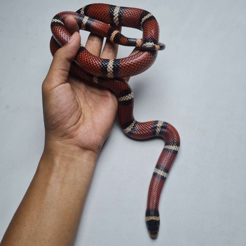 MilkSnake Nelson