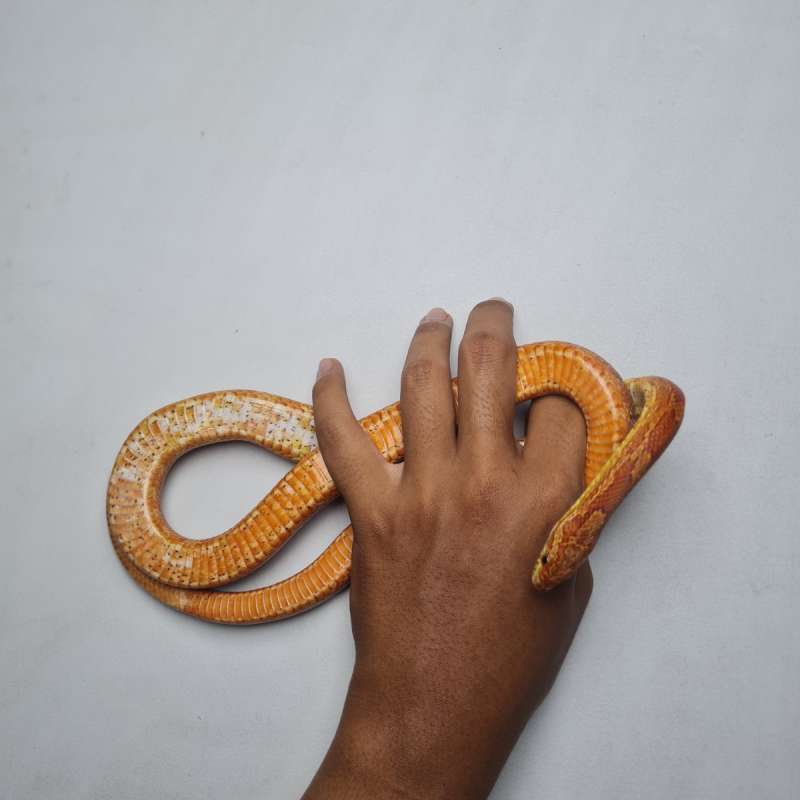 CornSnake Bloodred
