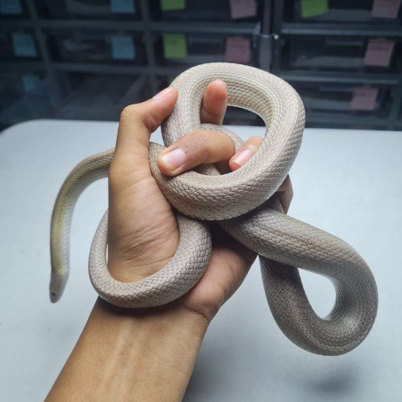 Anery Stripe