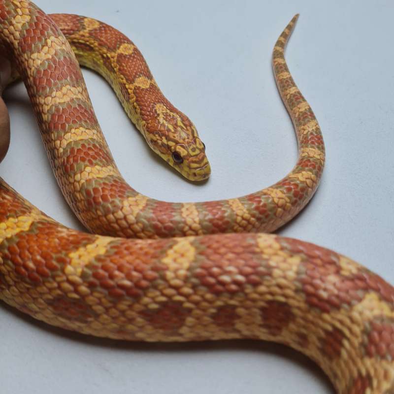 Jungle Albino T-