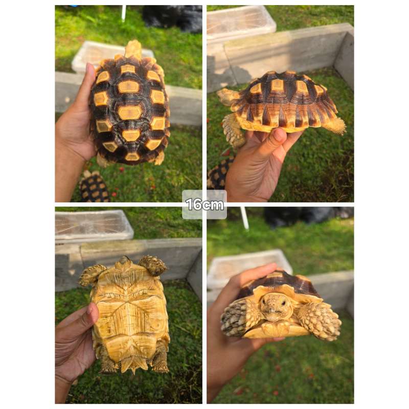 Sulcata 16cm Sehat, Mulus, Aktif & Rakus