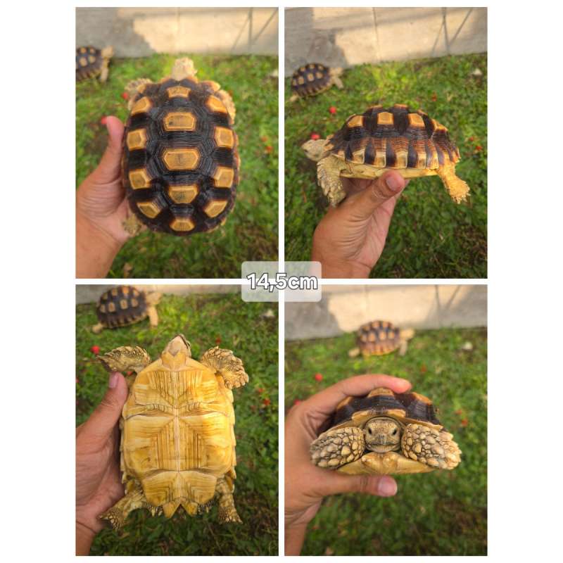 Sulcata 14,5cm Sehat, Mulus, Aktif & Rakus