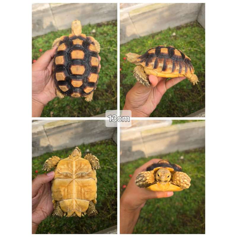Sulcata 13cm Sehat, Mulus, Aktif & Rakus