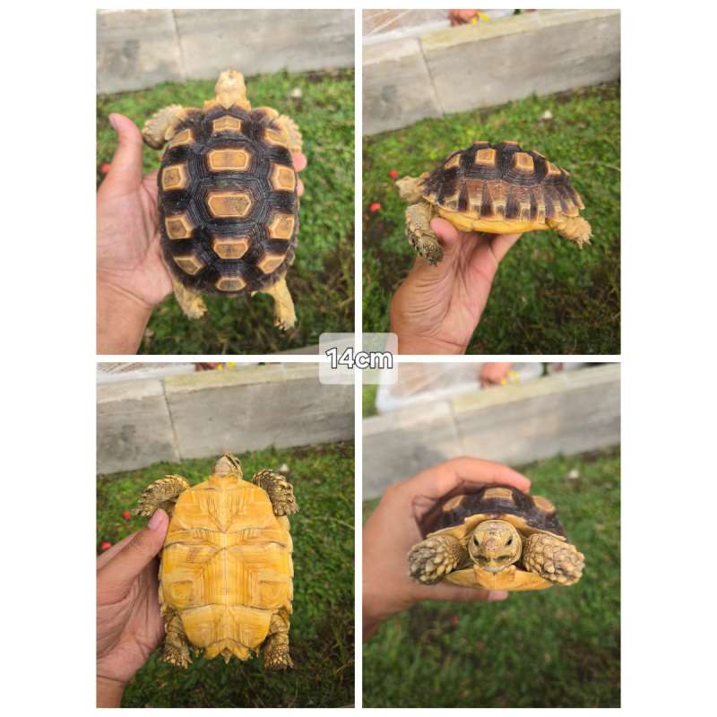 Sulcata 14cm Sehat, Mulus, Aktif & Rakus