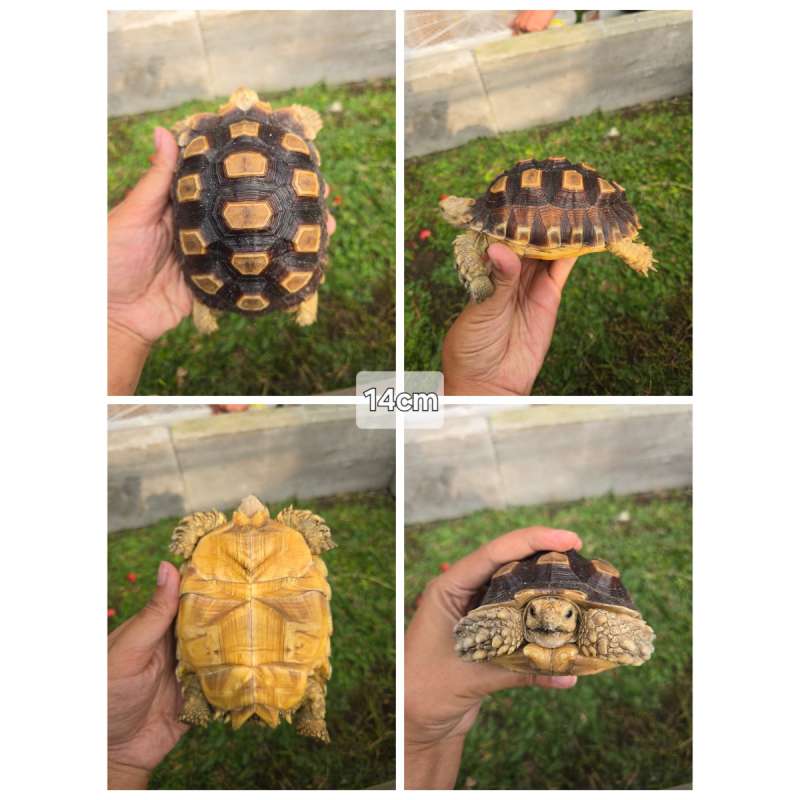 Sulcata 14cm Sehat, Mulus, Aktif & Rakus