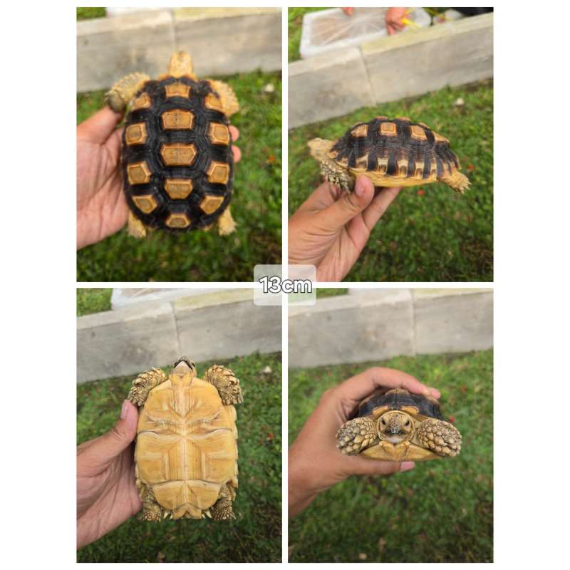 Sulcata 13cm Sehat, Mulus, Aktif & Rakus