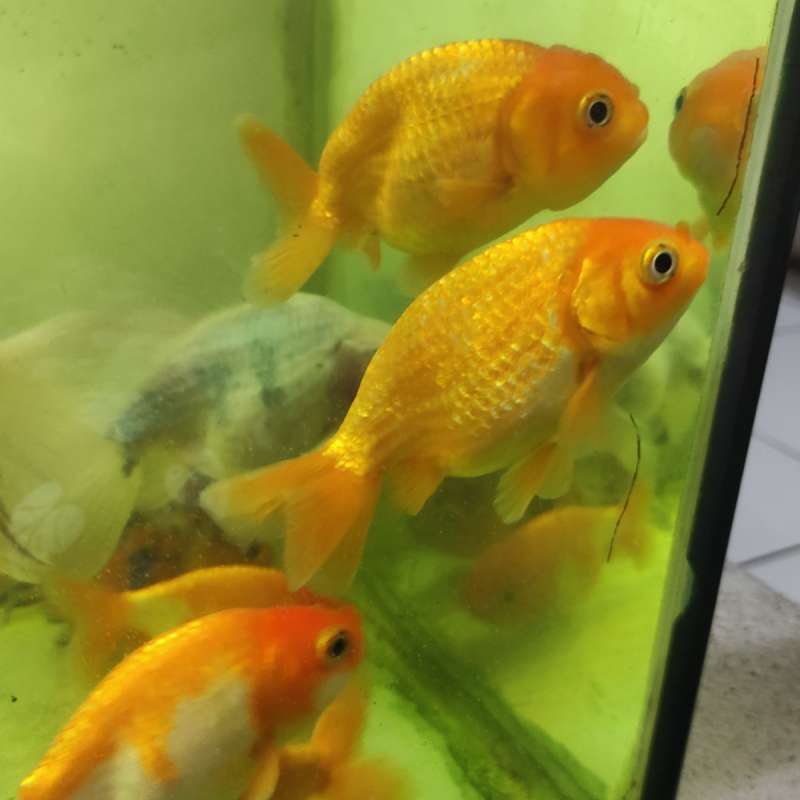 Ikan mas koki rancu