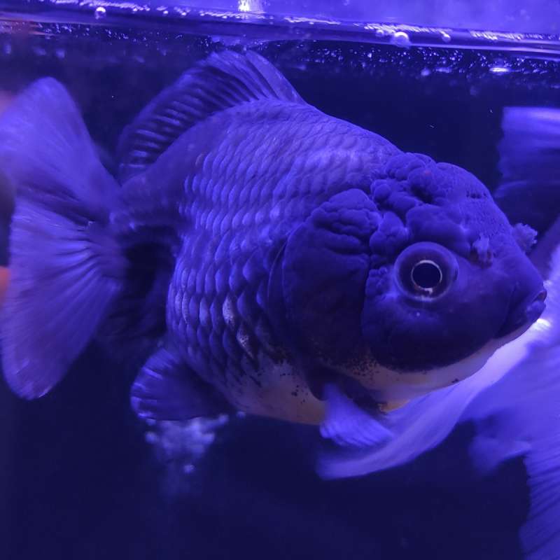 Ikan Mas Koki Oranda Short Tail