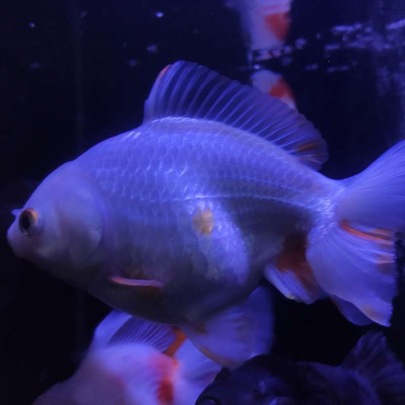 Ikan Mas Koki Oranda Short Tail White