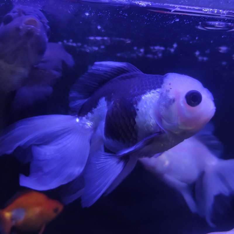 Ikan Mas Koki Oranda Panda Long Tail
