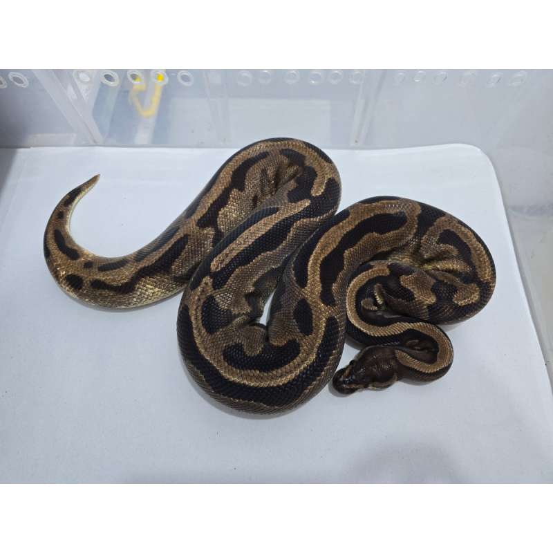F Leopard Pied het Albino Proven 1404gr