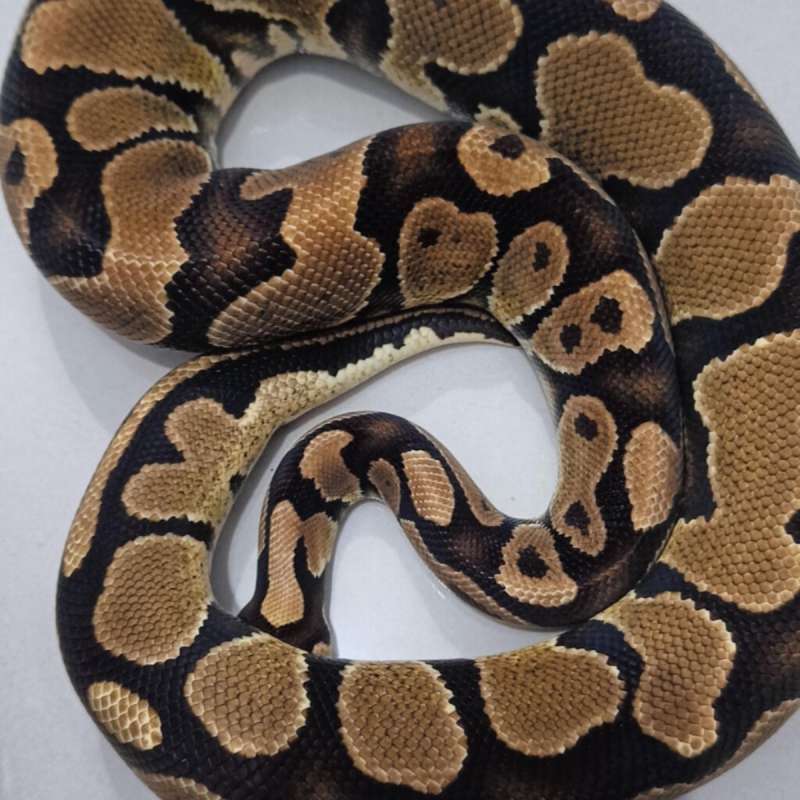 Yellow belly/asphalt