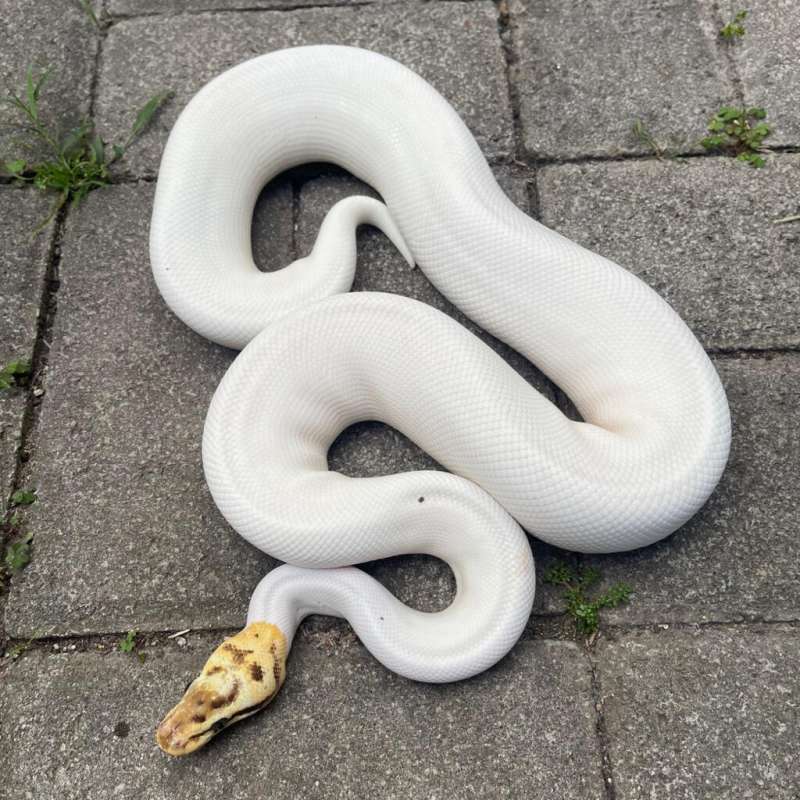 F Bumblebee Pied