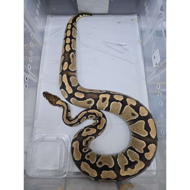 Female Gravel het Grail 1226gr