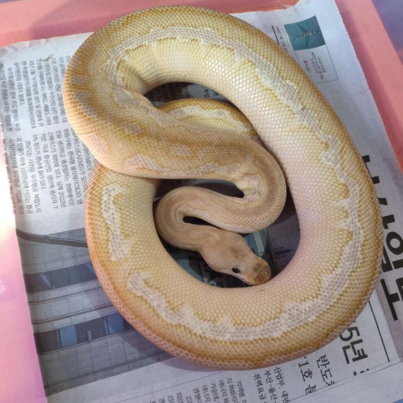 Clown lesser cinnamon