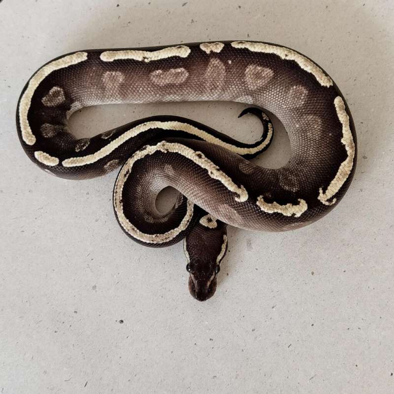 B1G1! F GHI Mojave 100% het Hypo