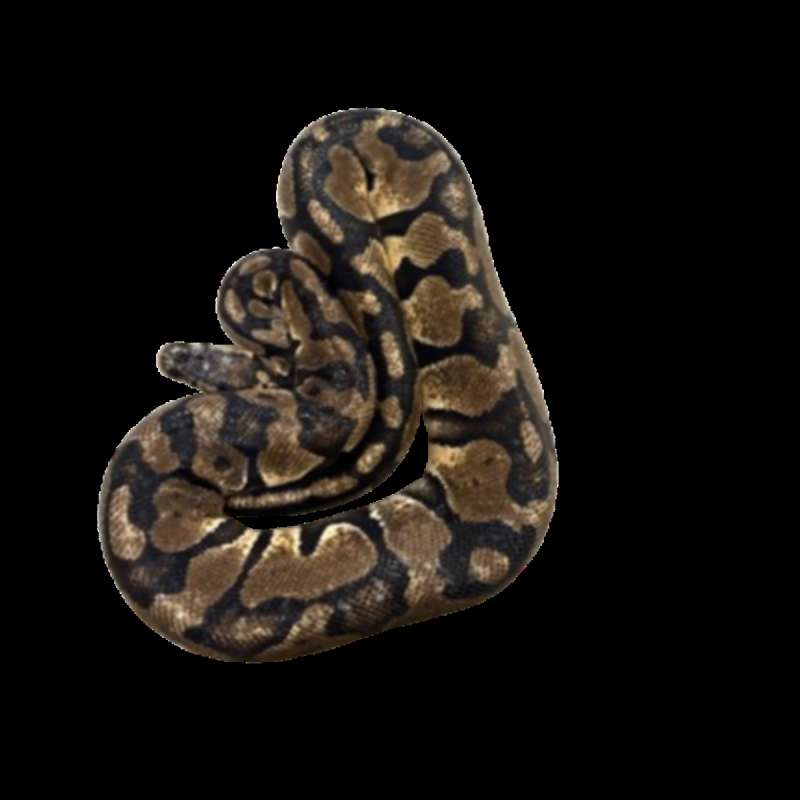 Ballpython Pastel Female Adult