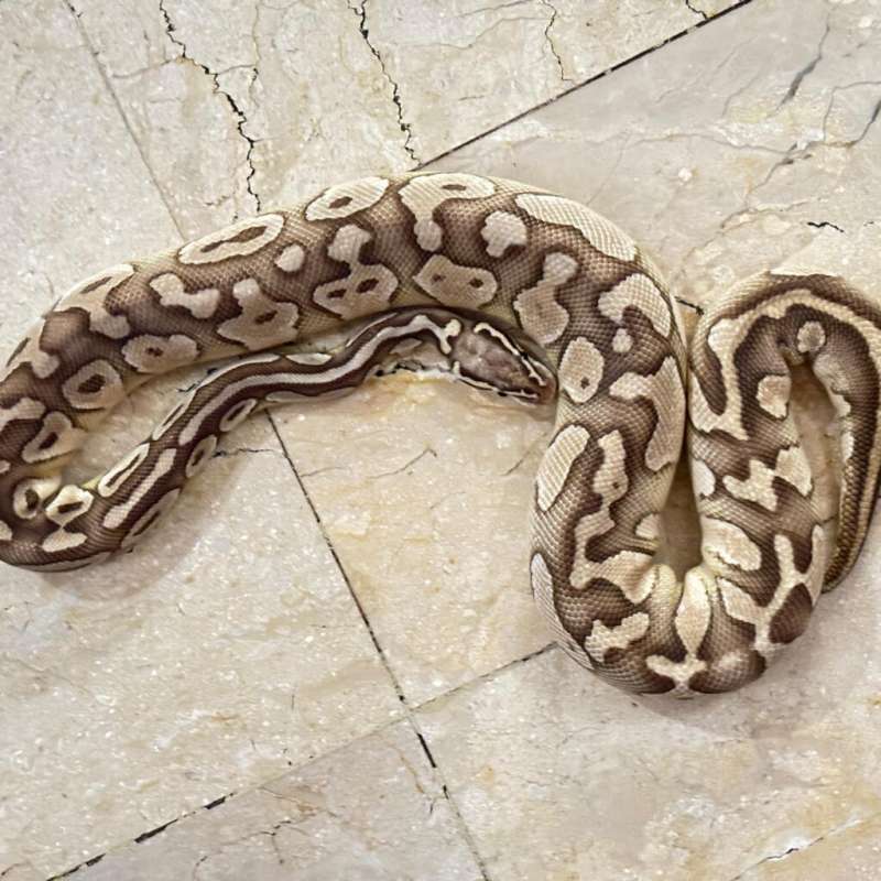 Butter Pastel Het Clown Female Adult