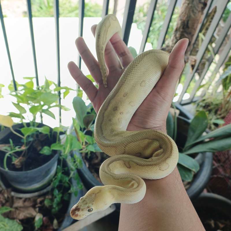 (F) Lesser Pastel Blade Clown ph albino