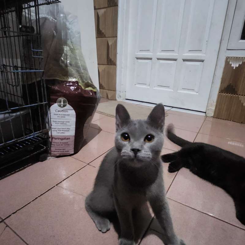Kucing bsh mix