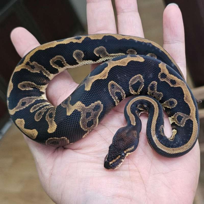 BLACKHEAD LEOPARD POSS PHANTOM POSS DOUBLE HET CLOWN HYPO