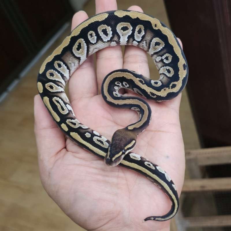 PHANTOM CYPRESS POSS DOUBLE HET CLOWN HYPO