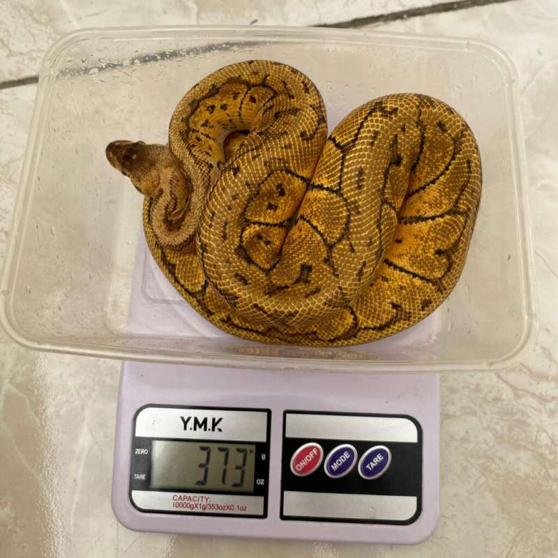 Lemon Blast PH Specter Male Ball Python