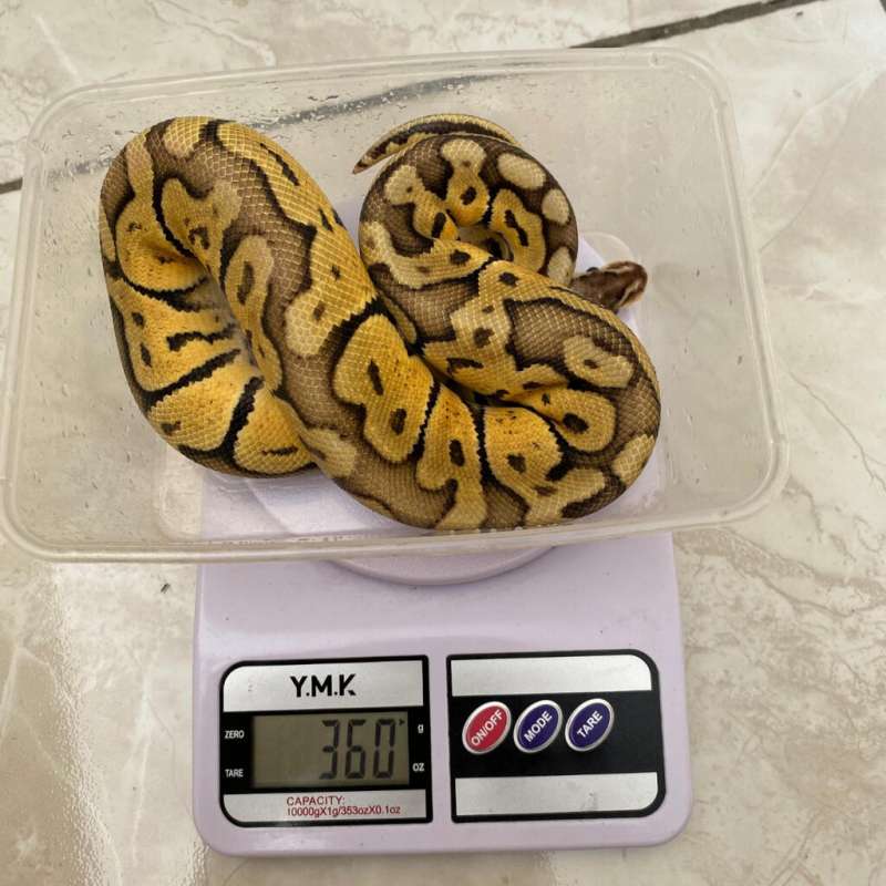 Ball Python Super Pastel Male