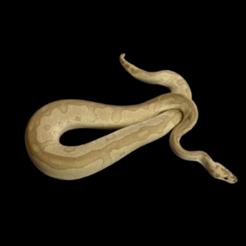 Ballpython Leopard Lesser Clown Adult