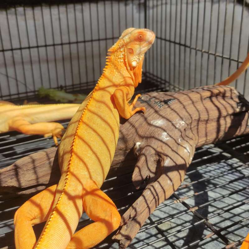 Iguana Red Albino T- Colombia