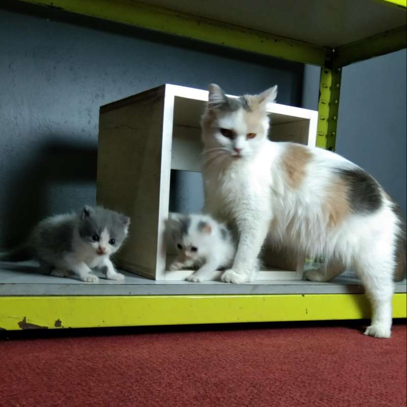 mix Brittish Shorthair