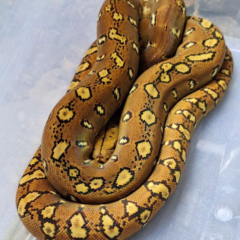 Retic Phantom Tribal Female