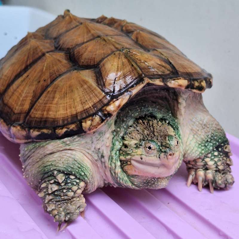 Common Snapping Turtle Unsex