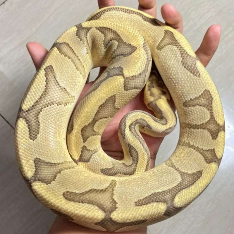 [Proven] Fire Enchi Blade (Rs) het clown