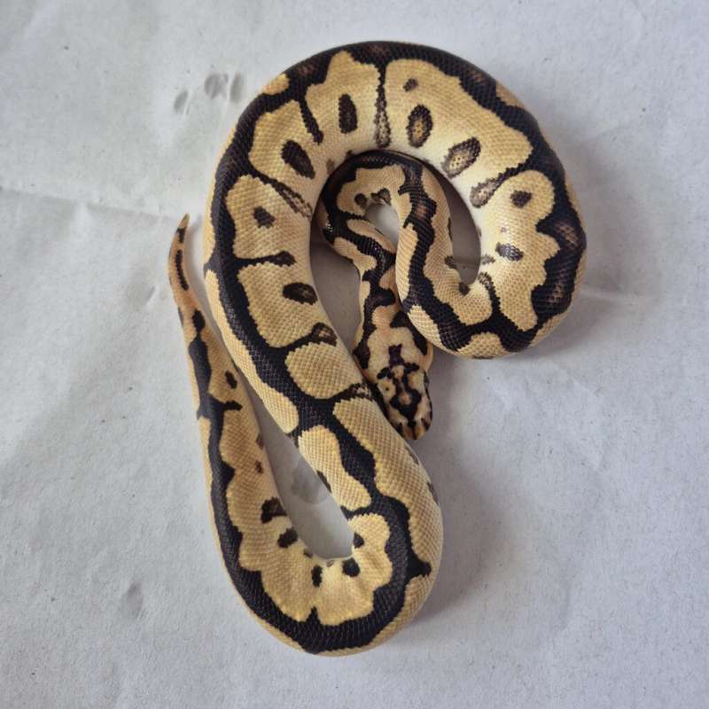 Spotnose Clown