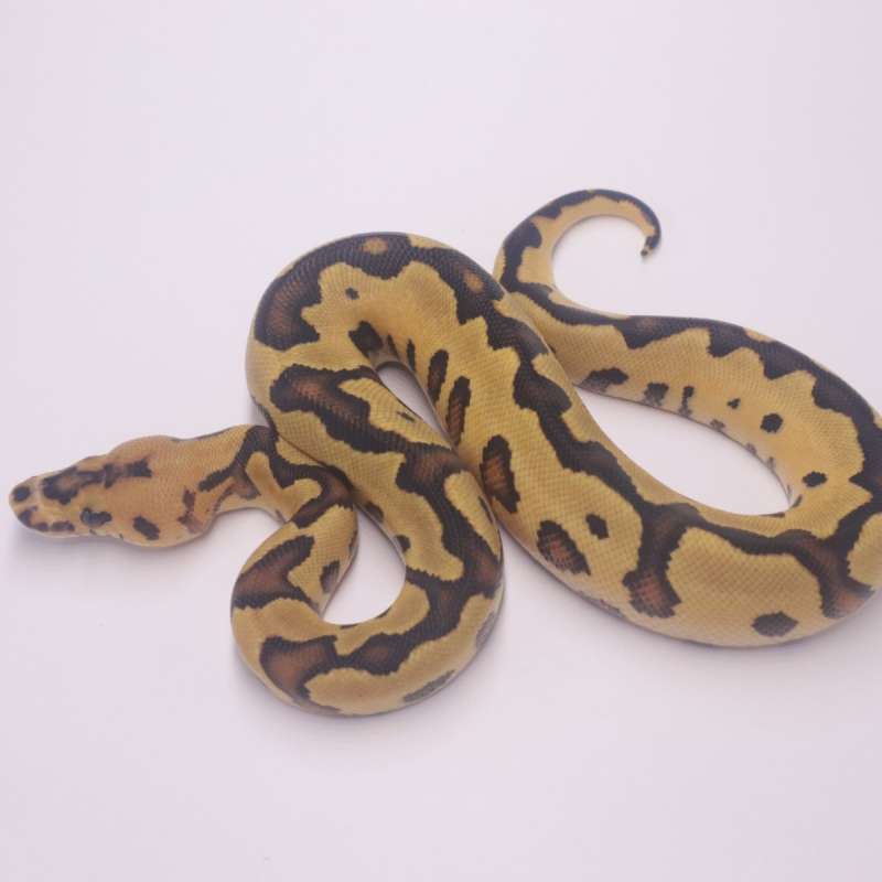 Fire leopard clown