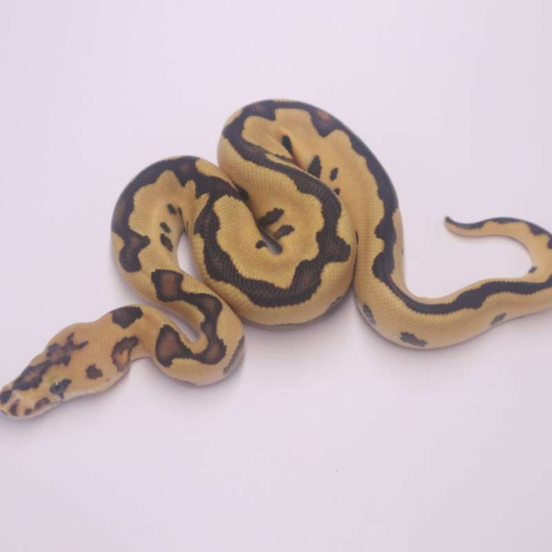 Fire leopard clown