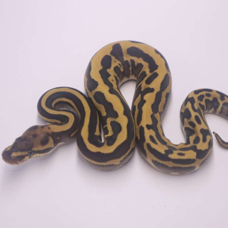 Leopard fire lesser confusion poss het clown