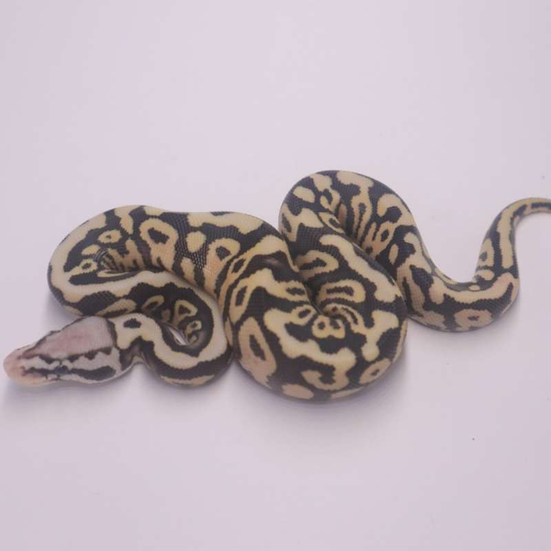 Firefly spotnose desert ghost poss het axanthic