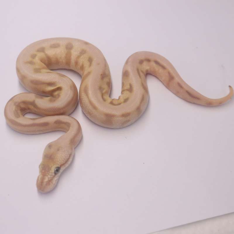 Chocolate lesser spider pastel leopard het hypo