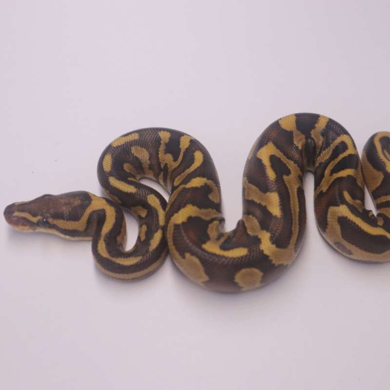 Chocolate leopard lesser enchi het hypo