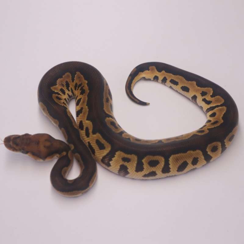 Blackhead clown het lavender