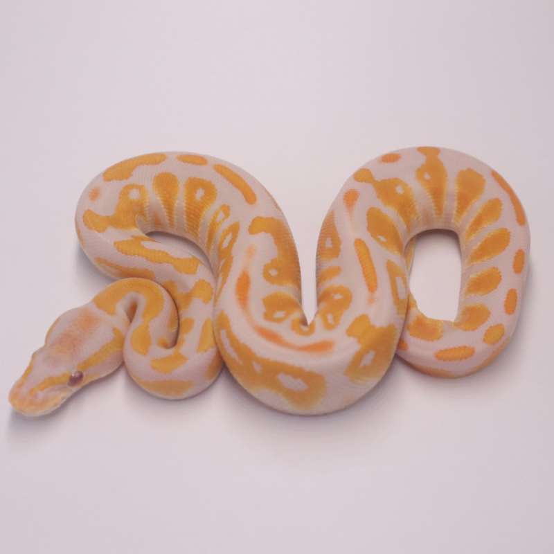 Blackhead lavender het clown