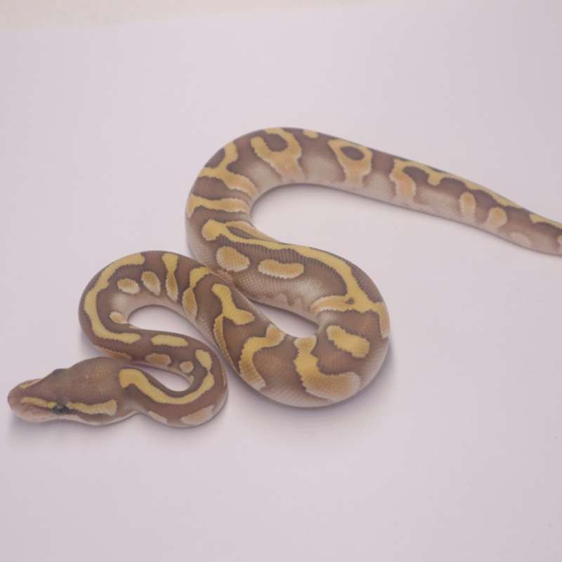 Lesser enchi chocolate hypo