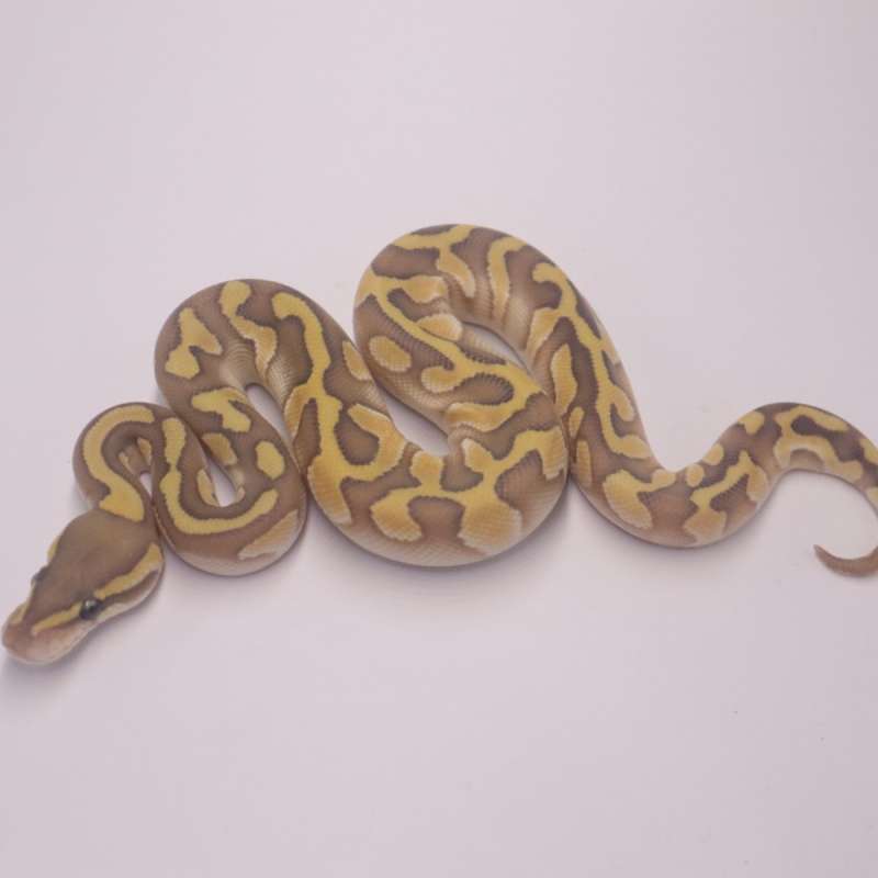 Lesser enchi chocolate hypo