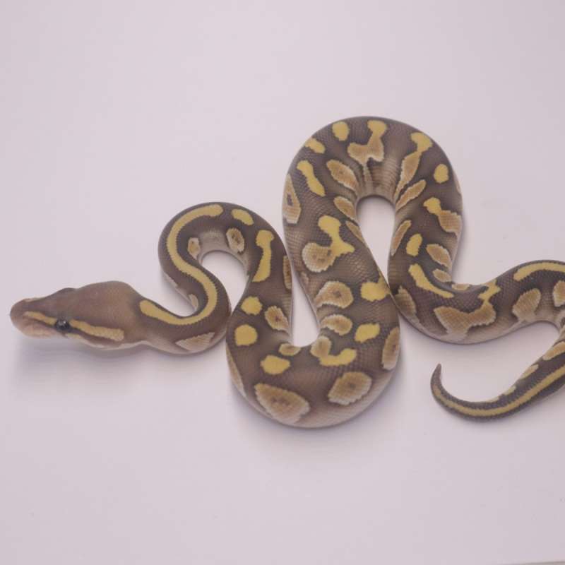 Chocolate lesser hypo