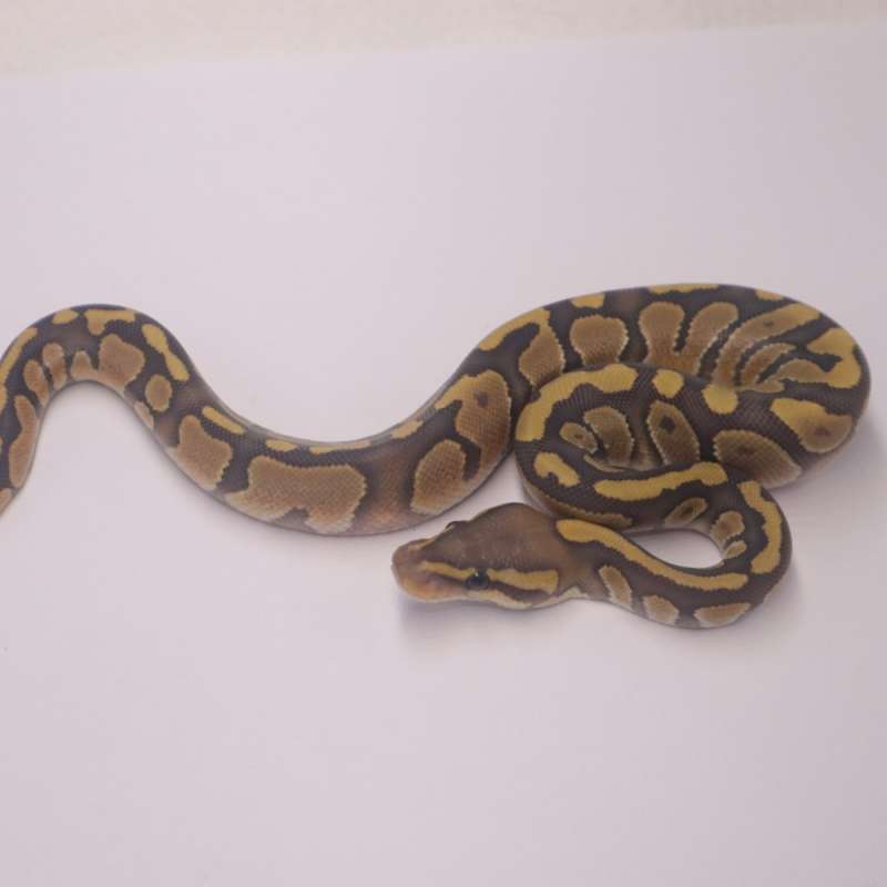 Chocolate enchi hypo
